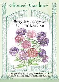 Alyssum Summer Romance Mix