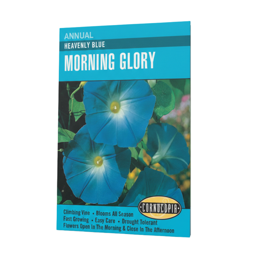 Morning Glory Heavenly Blue