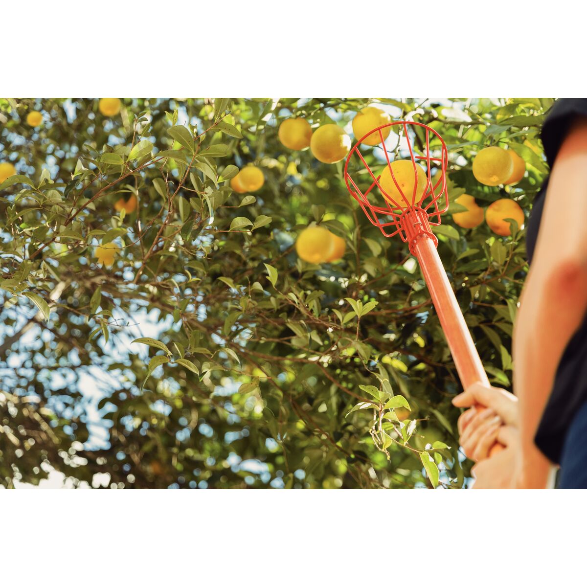 Recogedor de frutas con mango Tramontina