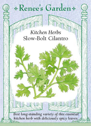 Cilantro
