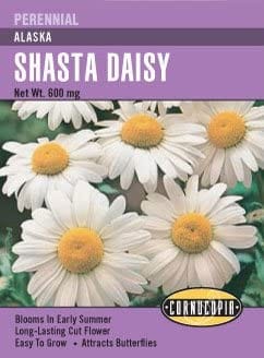 Daisy Shasta Alaska