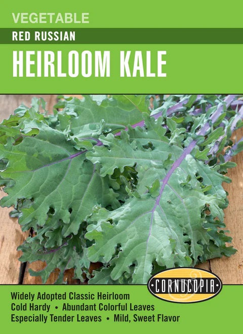 Kale Red Russian