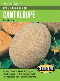 Melon Cantaloupe