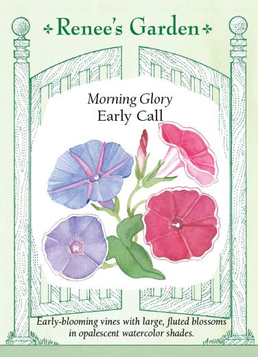 Morning Glory Early Call